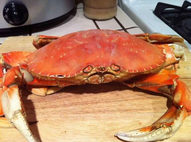 Die besten Krabbenarten zum Essen