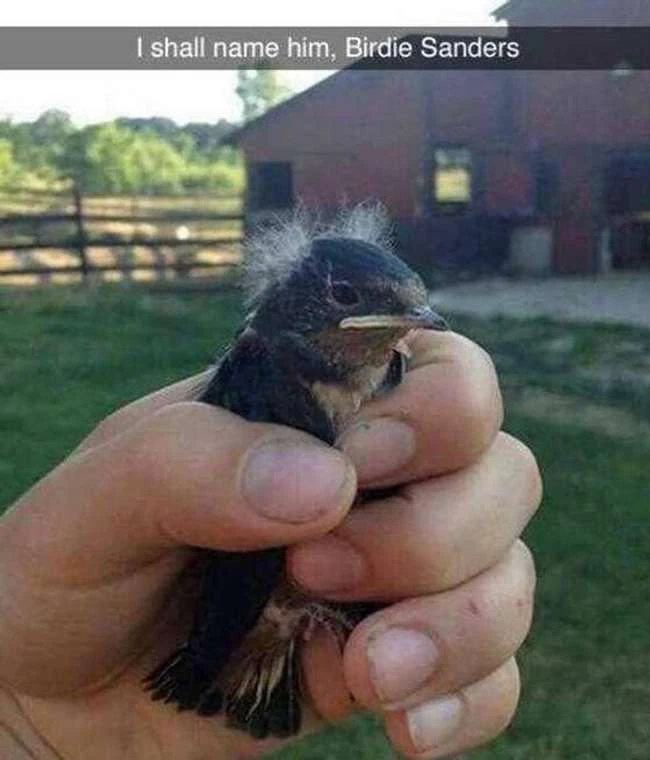 Die absolut lustigsten Vogelwortspiele aller Zeiten