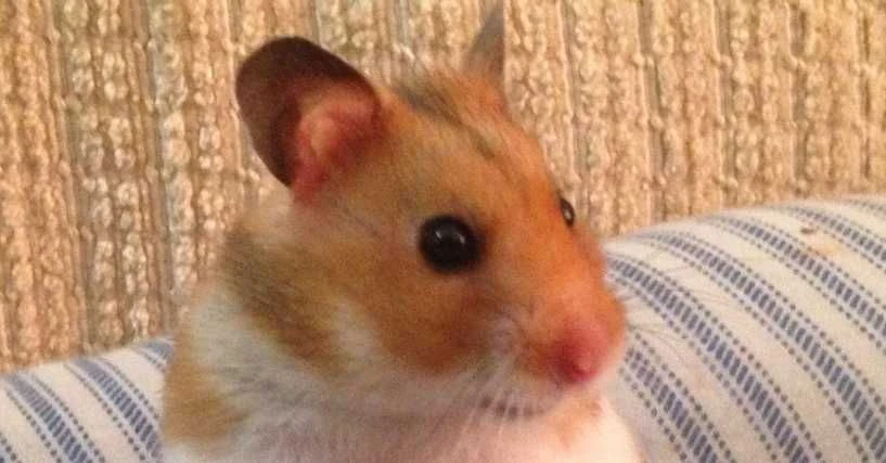 Lustige Namen für einen Hamster