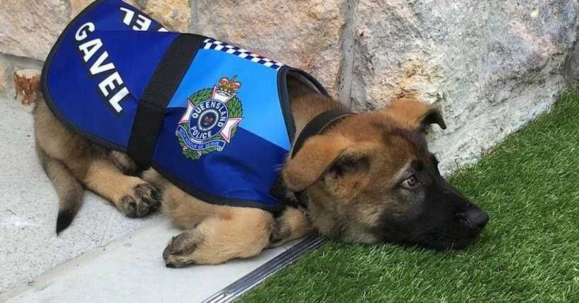 Diese Hunde haben die Polizeiausbildung nicht bestanden oder sind in den Ruhestand gegangen - und Sie können sie adoptieren