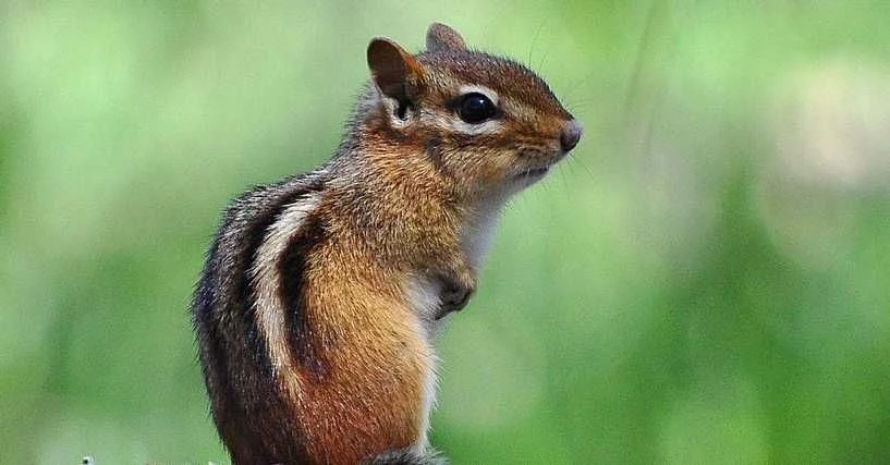 Lustige Namen für einen Chipmunk