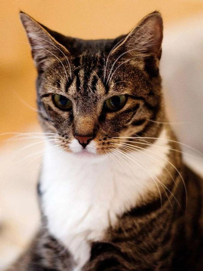 Die besten Katzenrassen mit kurzem Haar