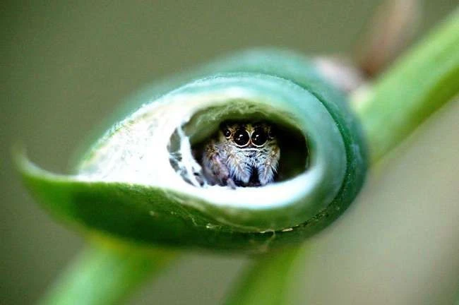 Süße kleine Spinnen, die deine Arachnophobie heilen werden