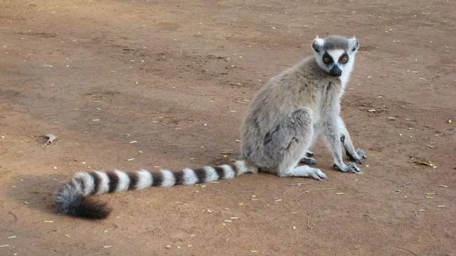 Wahnsinnig coole Tiere, die Sie nur in Madagaskar finden können