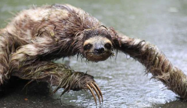 19 süße Tiere, die gruselig aussehen, wenn sie klatschnass sind