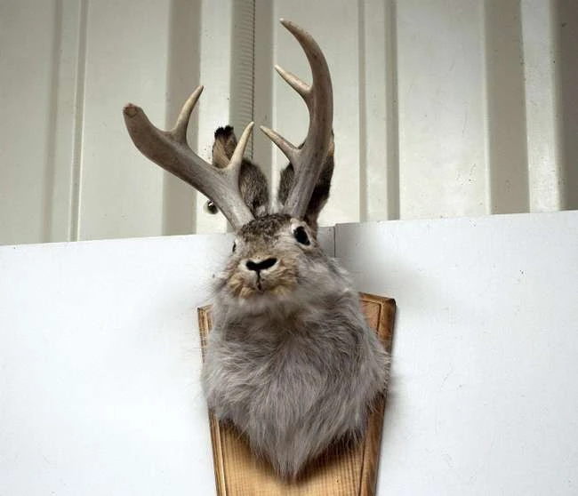 12 Tiere, die eigentlich Hoaxes waren
