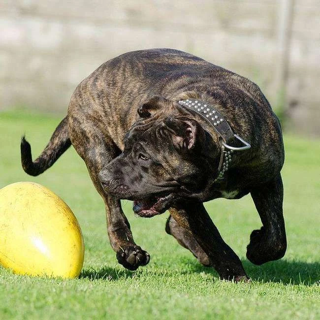 Die gruseligsten Hunde der Welt