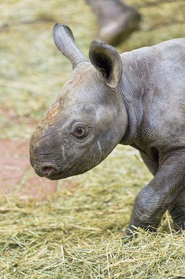 20 Tiere, die so hässlich sind, dass sie wirklich super entzückend sind
