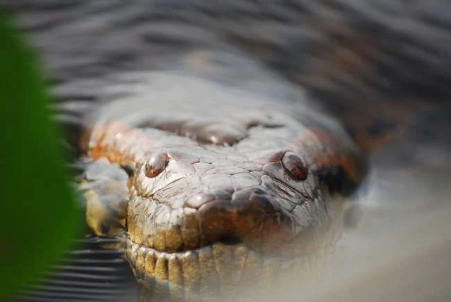 Wie es ist, von einer Anaconda ganz geschluckt zu werden
