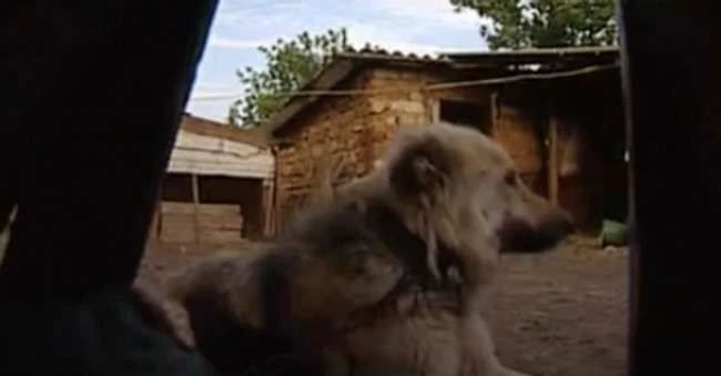 Ihre Eltern haben sie im Alter von 3 Jahren verlassen, aber wilde Hunde haben sie als ihr eigenes wildes Kind aufgezogen