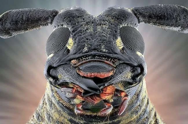 24 entnervende Nahaufnahmen von Insektengesichtern