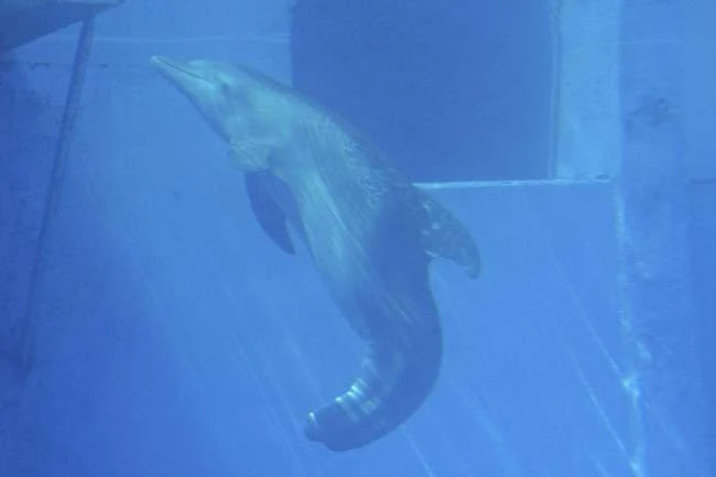 Die Geschichte des Winters Der Delfin und ihre Schwanzprothese