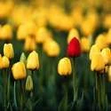 Die besten Bibelverse für den Frühling