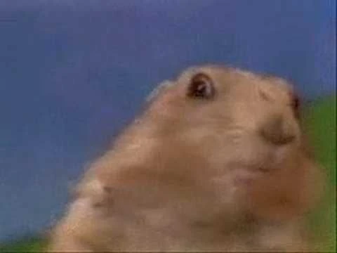 Die besten kurzen viralen Videos aller Zeiten