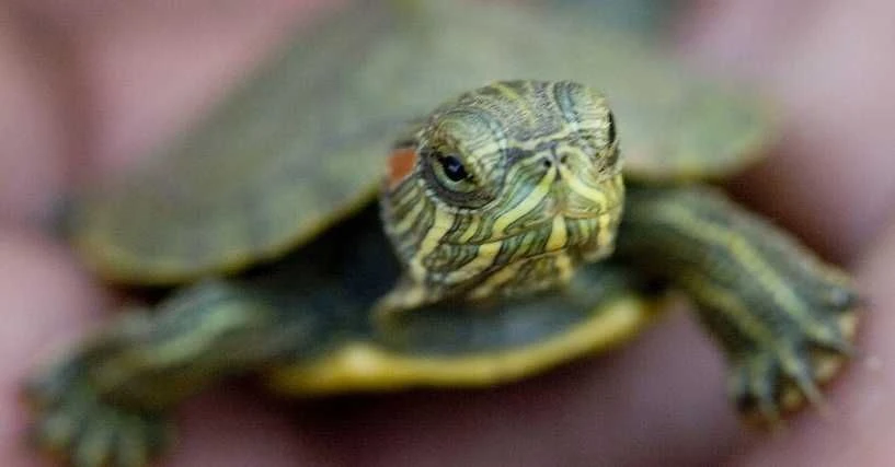 Lustige Namen für eine Schildkröte