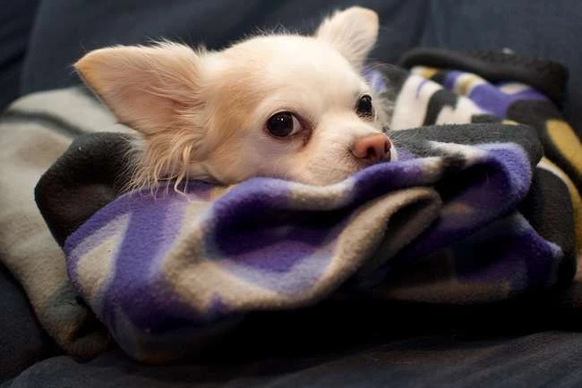 Die süßesten langhaarigen Chihuahua-Bilder