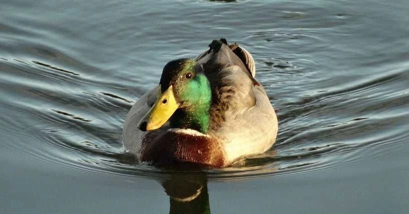 Lustige Namen für eine Ente