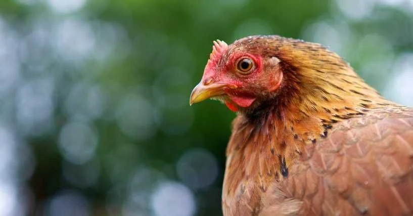 Lustige Namen für ein Huhn