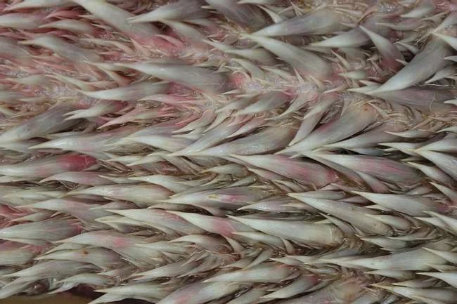 15 seltsam erschreckende Tiermäuler, die schon beim Anblick verstörend sind