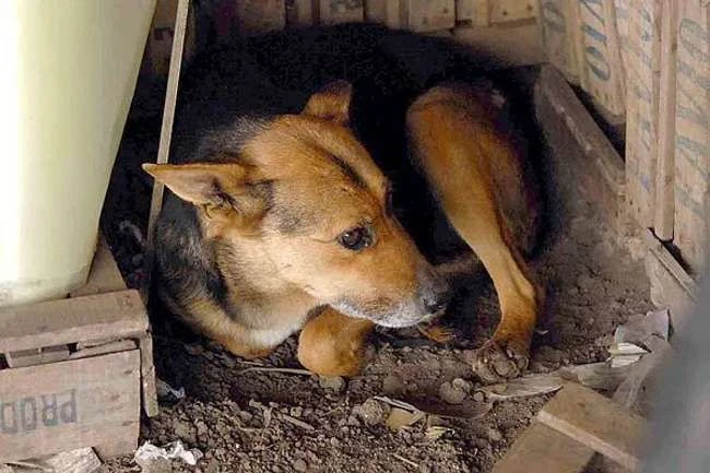 17 unglaubliche Hunde, die Babys gerettet haben
